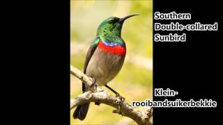 Southern Double collared Sunbird call [upl. by Cline717]