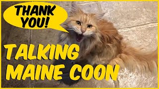 Maine Coon Talking [upl. by Ritch]