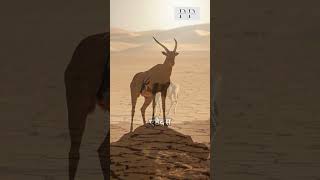 Addax shorts ytshorts viralshorts wildlife nature animals pathshalaplace addax facts [upl. by Euqenimod]