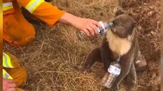 Cute baby Koala Crying [upl. by Knut]