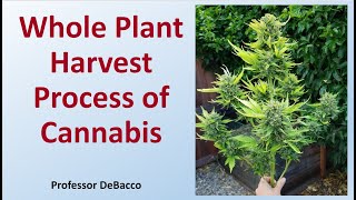 Whole Plant Harvest Process of Cannabis [upl. by Rebor904]