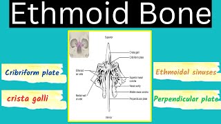 Ethmoid Bone  Cribriform plate crista galli perpendicular plate and sinuses of the ethmoid bone [upl. by Gnuh]