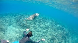 Free Diver Nearly Attacked By Giant Seal Hawaii  Jiggin With Jordan [upl. by Wittenburg182]