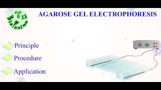 Agarose Gel Electrophoresis [upl. by Nerw]