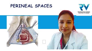 Superficial amp Deep Perineal Spaces by Dr Rajitha Vanga [upl. by Nihhi]