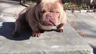 Exotic Bully IB Bape  American Bully [upl. by Gowrie]