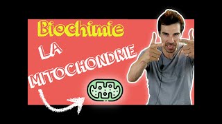 COURS DE BIOCHIMIE Structure mitochondrie [upl. by Laup814]