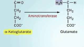 Biosynthesis of Arginine [upl. by Aivin]