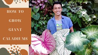 HOW TO GROW GIANT CALADIUMS [upl. by Atikan173]