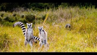 quotThe Lemur Dancequot Featurette  Island of Lemurs Madagascar [upl. by Ailedo]