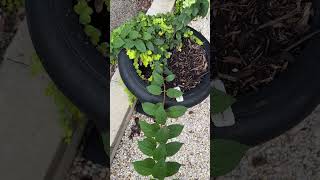 How to Install a Drip System for Container Gardens 💧🪴 [upl. by Fons]