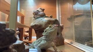 Bearded Dragon Sid Eats Dubia Roaches [upl. by Ferdinand]