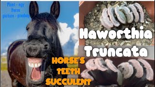 Haworthia Truncata  Horses teeth succulent 🐴🐎🦷😬 [upl. by Rehtaeh]