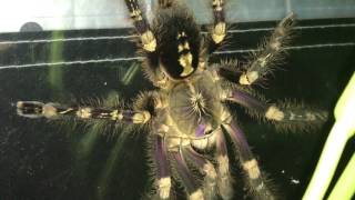 Poecilotheria subfusca lowland [upl. by Anilef]