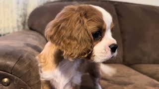 Cavalier King charles Spaniel puppy [upl. by Nisse451]