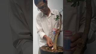 How to shape a bonsai tree with falling branches bonsai bonsaitree bonsaitips diy plants [upl. by Ellenad]