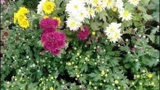 Best Fertilizer for Chrysanthemum Plant [upl. by Enneirb]