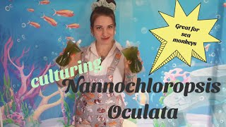 How to culture Nannochloropsis Oculata  Great for sea monkeys [upl. by Wendall]