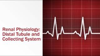 Renal Physiology Distal Tubule and Collecting System [upl. by Neelrahc76]