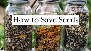 How to SAVE SEEDS Seed saving TIPS and EXAMPLES [upl. by Aivata]