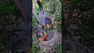 American Robin Dad Feeding Baby 🐣💕 [upl. by Nonnair398]