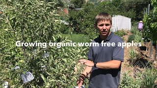 Bagging fruit for worm free organic apples and pears [upl. by Gaal397]