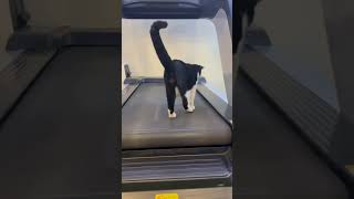 Gatti al Tapirulan CatFitnessWorkoutCatsFelineFun [upl. by O'Gowan]