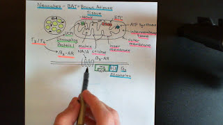 The Thyroid Gland Part 5 [upl. by Bolan357]