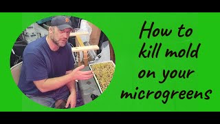 Instant results MOLD KILLER spray for microgreens [upl. by Idhem]