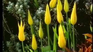 Flowering Passions Tulips at Hatfield House Hertfordshire [upl. by Akenahs]