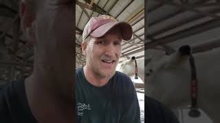 Vegan activist made a rap song about me Enjoy  Lowadairy farmer [upl. by Beverlee]