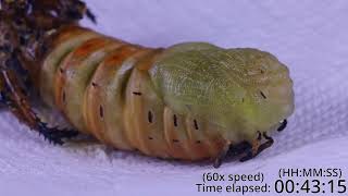 Hickory Horned Devil  Pupation timelapse [upl. by Sakhuja]