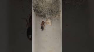 CLOSE UP INSIDE A NEWLY EMERGING PHEIDOLE COLONY ants antscanada [upl. by Htederem475]