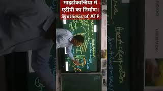 Synthesis of ATP in Mitochondria [upl. by Jarrow]