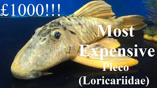 What is the most expensive pleco Loricariidae  Tropical Aquarium Fish [upl. by Rebeka]