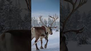 Christmas reindeer ride of Santa Claus in Lapland short christmas2023 finland christmas [upl. by Airbas]