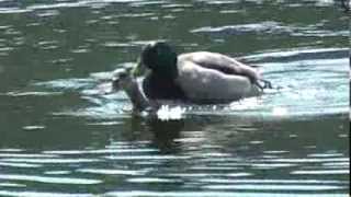 DUCKS MATING Male forces female under water bites back of head [upl. by Tirrell219]