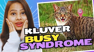 kluverBusy syndrome [upl. by Sapowith]