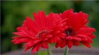 Garden Tips  How Do I Grow Gerbera Daisy Flowers [upl. by Enogitna]