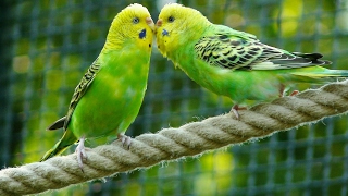 8 Hours Parakeets Chirping Sounds Meditation in Budgies Songs to Reduce stress blood pressure [upl. by Aliab]