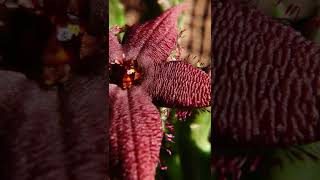 Stapelia al ritmo del viento [upl. by Olzsal]