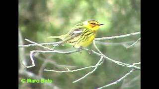 Paruline tigrée 2Cape May Warbler [upl. by Zoldi]