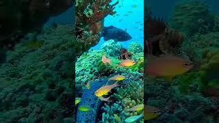 Moray Eel Trying To Attack Venomous Lionfish Unbelievable Underwater Battle 🐟💥 [upl. by Kapor849]