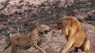 Extreme fight Big Leopard vs Lion Wild Animals Attack [upl. by Rosina352]