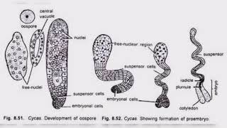 Class 11  Biology Cycadophyta  BMHS  Dr Sambhunath Chakrabarti [upl. by Esenaj]