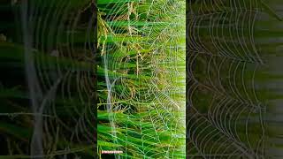 Spider net in morning nature shorts youtubeshorts viral spider flowers [upl. by Puttergill]