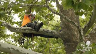 A Day in the Life of an Arborist [upl. by Bergstrom]