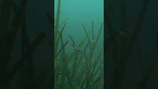 4K Scuba diving amongst a Seagrass meadow at Porthdinllaen Pen Llŷn [upl. by Hanikas342]