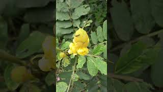 Fuler Moto Amar jibonyoutubeshorts nature [upl. by Auod162]