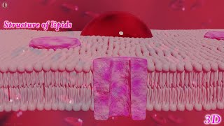 3D Animation Lipids [upl. by Hasina374]